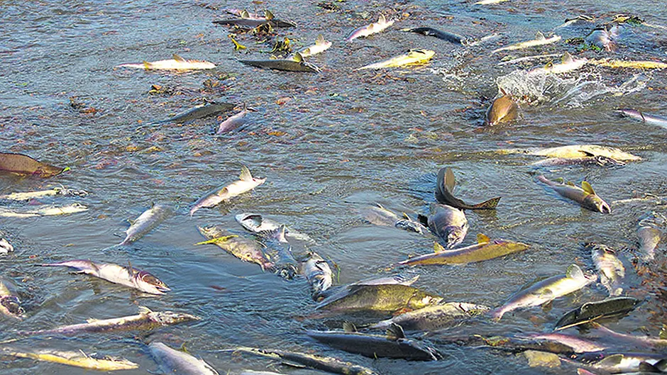 Thousands of fish feared dead in major kill Image