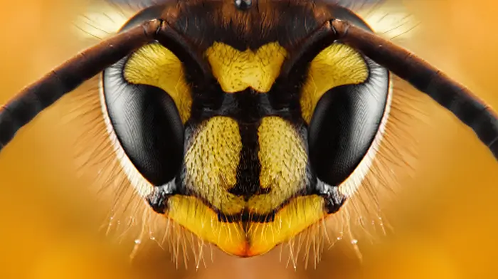 Cork was busiest county for wasps this summer – and they're not gone yet! Image
