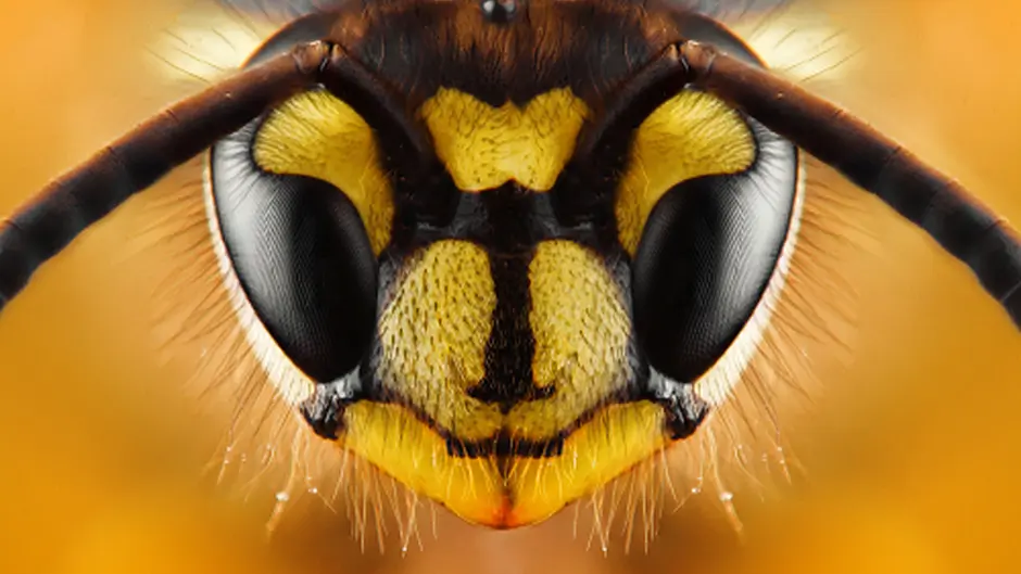 Cork was busiest county for wasps this summer – and they're not gone yet! Image