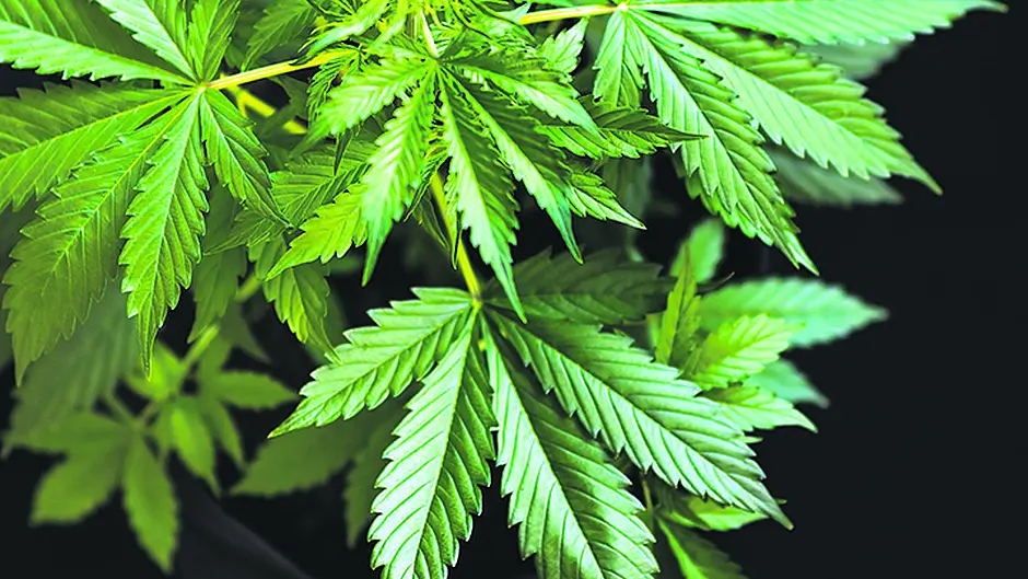 Cannabis plants seized in Dunmanway Image