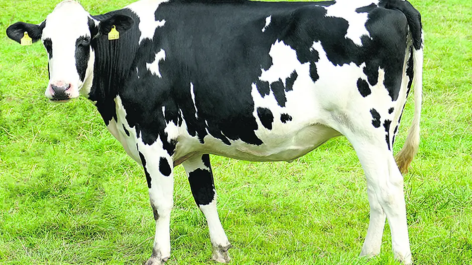 ‘Pretty' high prices at Skibb auction Image