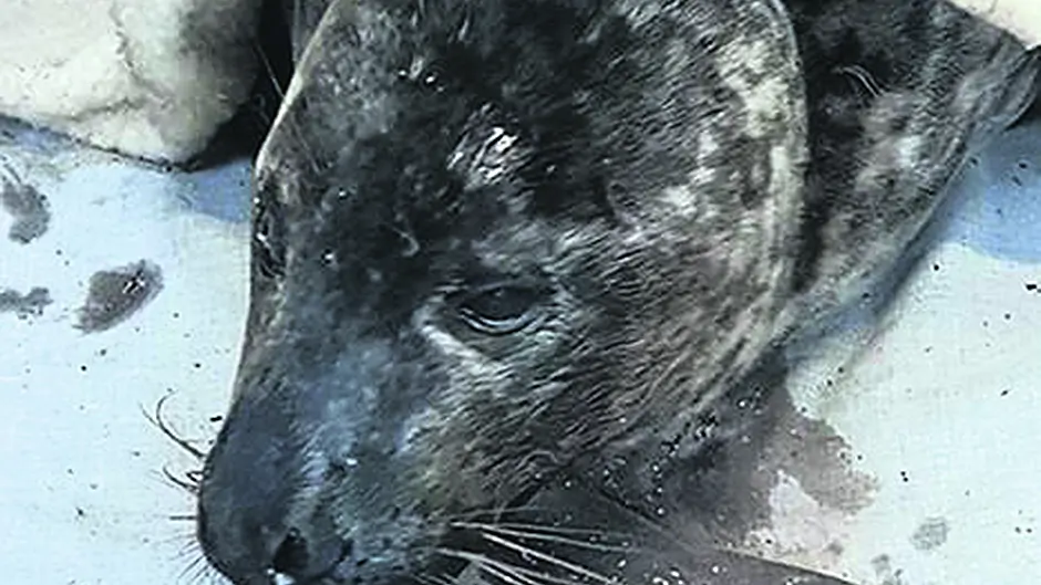 Death of second seal pup off West Cork coast Image