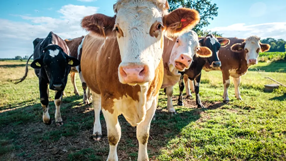 Supports for BVD eradication continue in 2019 Image