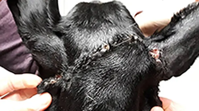Rescued Rebel was injured at Christmas Image
