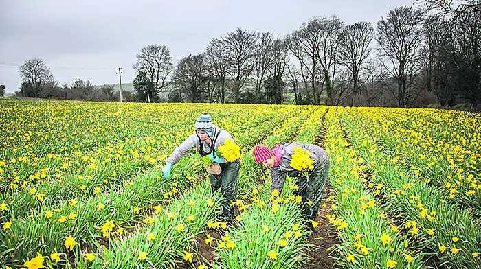 Bandon's sea of golden daffodils Image