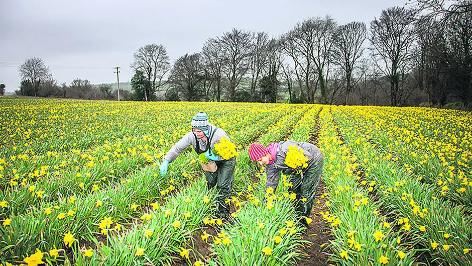 Bandon's sea of golden daffodils Image