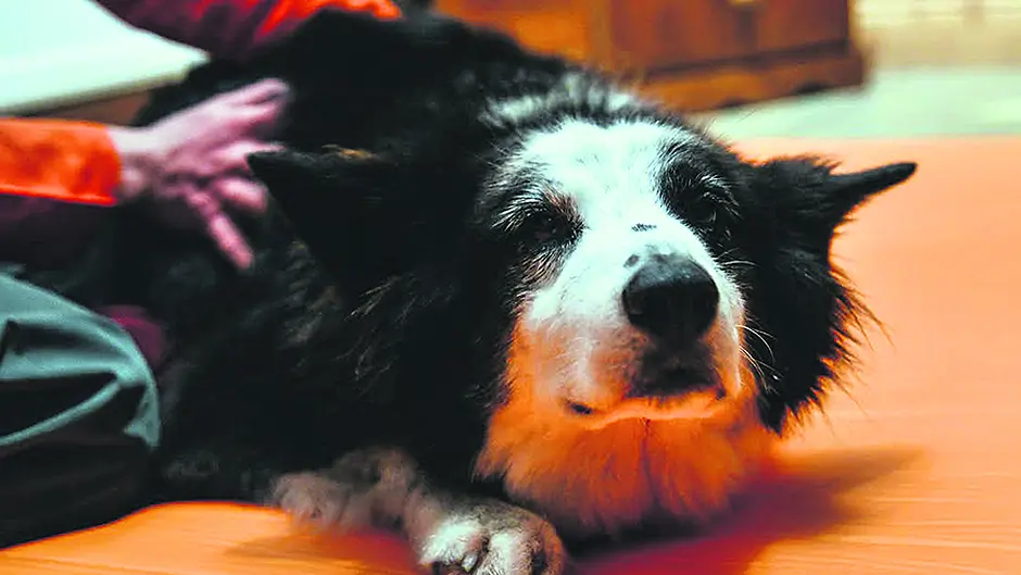 Pets ‘paws' a while to enjoy a pamper Image