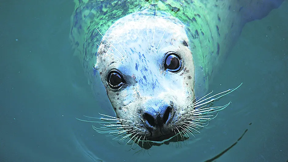 Fishing body's plea for a cull of local seals is condemned Image