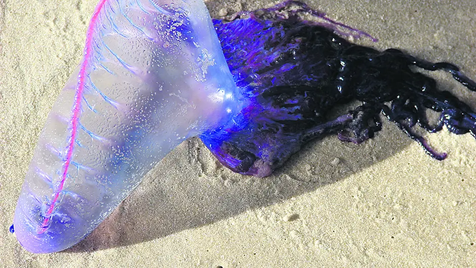 Potentially deadly Portuguese Man O' War jellyfish are already here Image