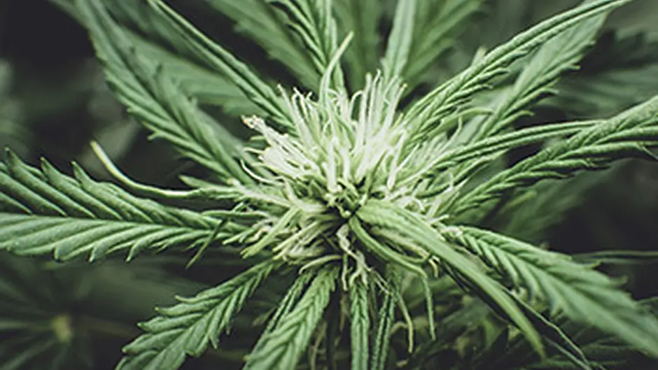 Two due in court in Bantry today on cannabis charges Image