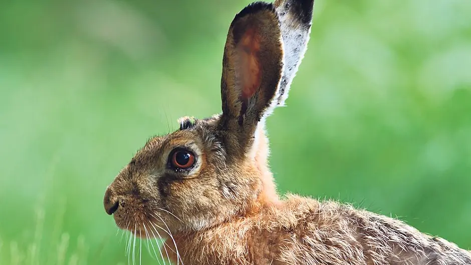 Coursing ban as deadly virus found in rabbits and hares Image