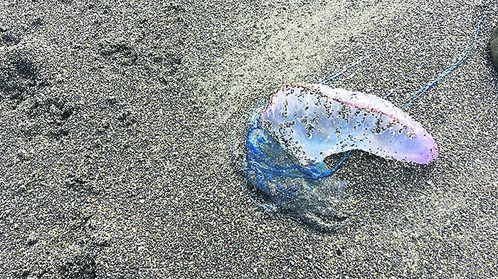 Deadly Portuguese jellyfish are returning to our beaches Image