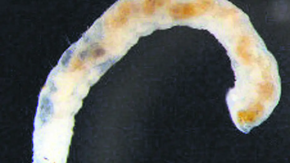 Irish Water says no more ‘white worms' in Carriagline supply Image