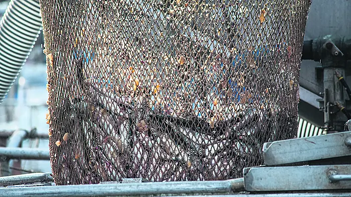 Seasonal herring fishery closed after small catches landed Image