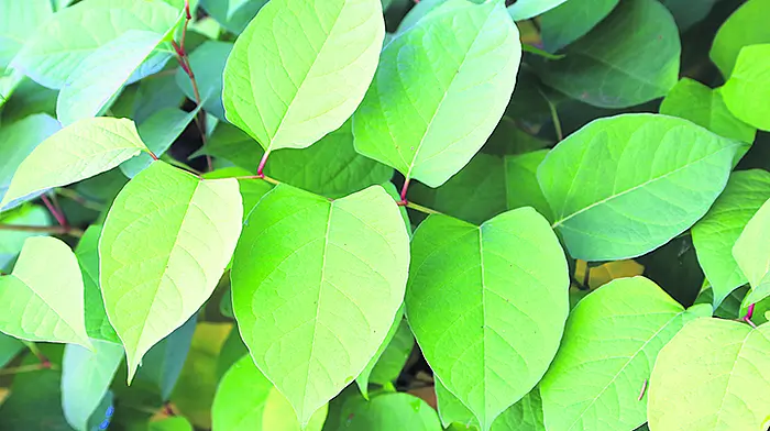 West Cork homeowners consider legal action over knotweed Image