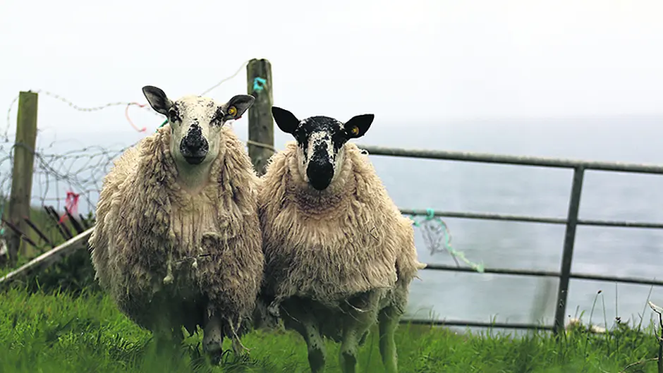 Sheep farmers are struggling financially and demand action Image