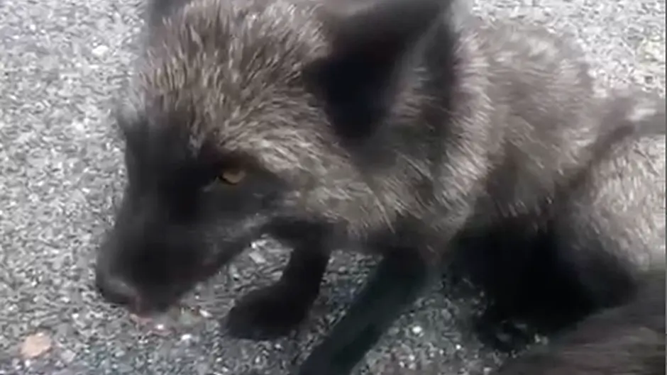 Rare silver fox spotted in Waterfall area of Cork Image