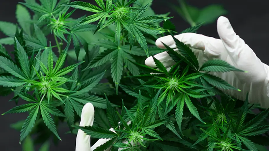 Men arrested as €20,000 of cannabis seized in Innishannon Image
