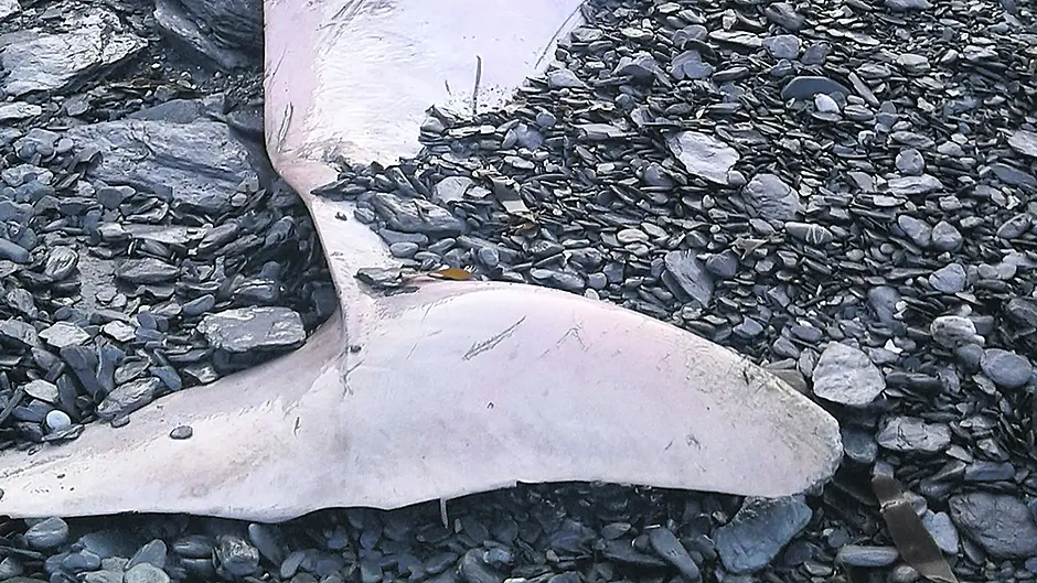 World’s deepest diving whale washes up on West Cork shore Image
