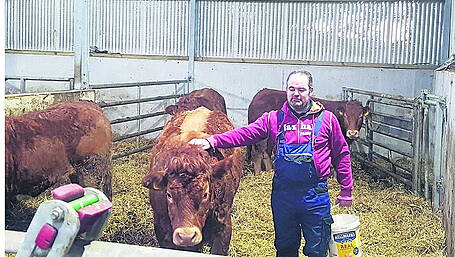 Best of bovine breeds in Beara Image