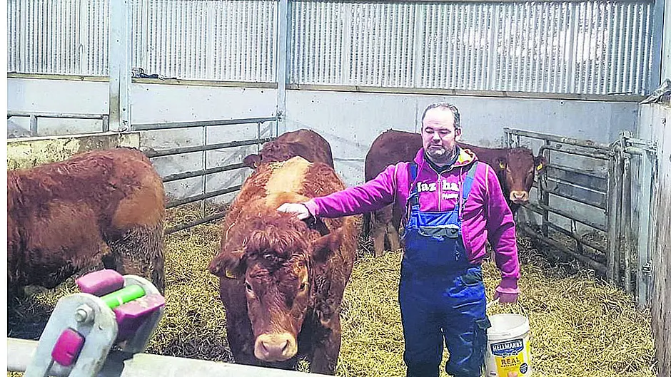 Best of bovine breeds in Beara Image