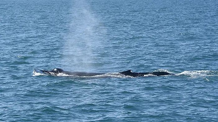 Lack of small fish driving whales away from West Cork Image
