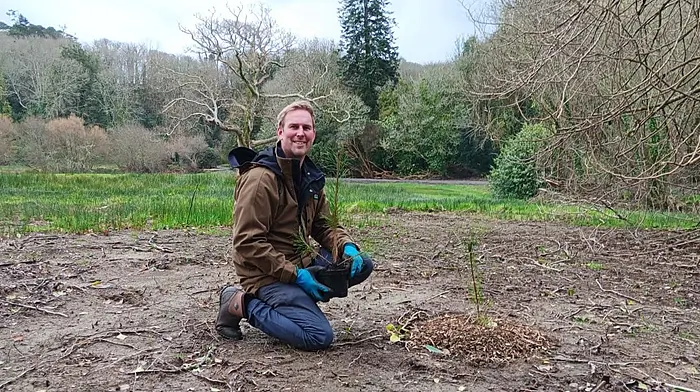 Irish pine brought back to life at Bantry House Image