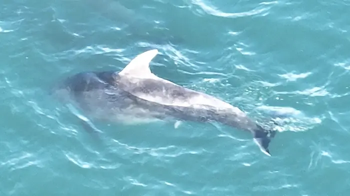 Dolphin’s Glandore birth a film ‘first’ Image
