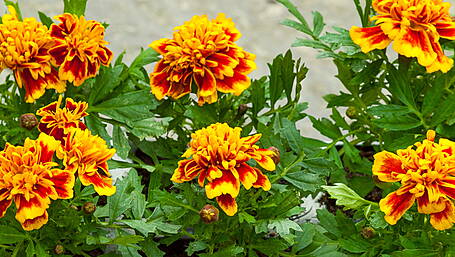 GARDENING: Time to get out from under the covers Image
