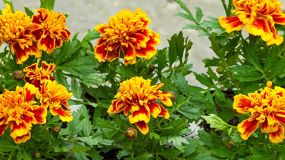 GARDENING: Time to get out from under the covers Image