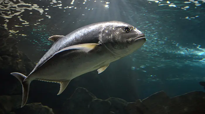 Anglers attracted to Ireland to experience ‘bucket list’ fishing Image