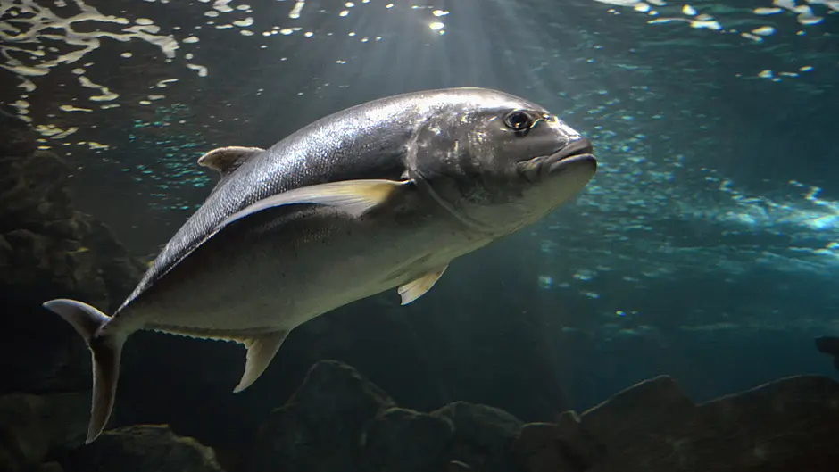 Anglers attracted to Ireland to experience ‘bucket list’ fishing Image