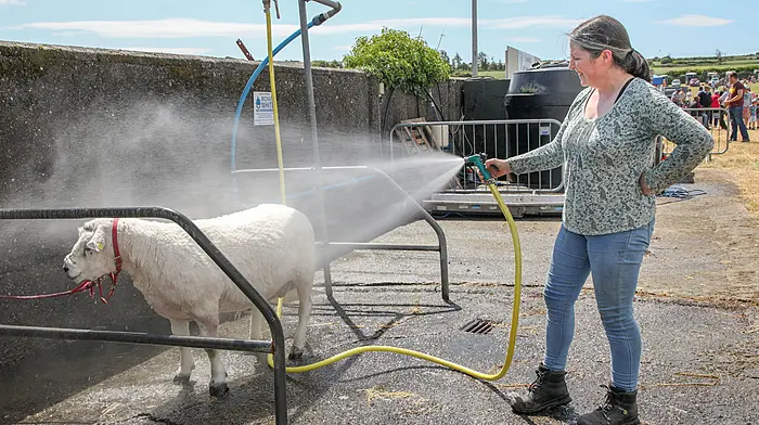 Clonakilty, Cork, Ireland. 09th June, 2024. Mandy Brennan from Kilmichael washing her Texal sheep at the annual agricultural show that was held in Clonakilty, Co. Cork. - Picture David Creedon