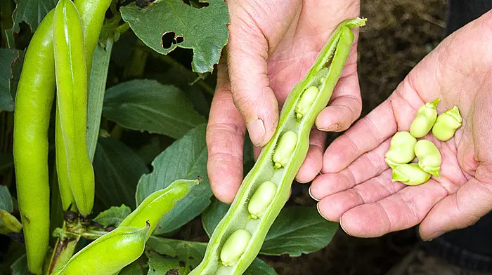 GARDENING: Enjoy fresh treats on those long June evenings Image