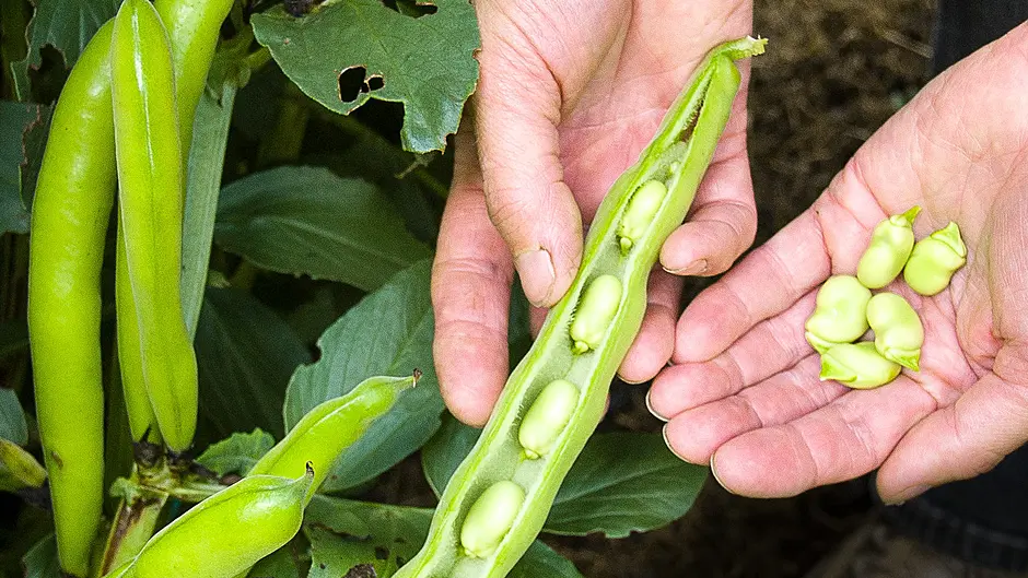 GARDENING: Enjoy fresh treats on those long June evenings Image