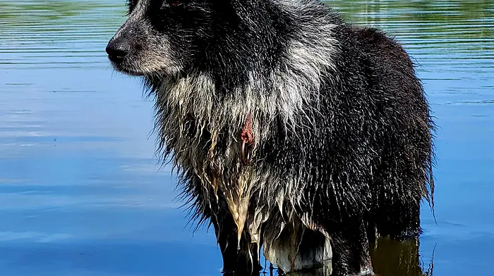 Eileen Lynch from Waterfall took this photo of a dog waiting patiently for the timber yawl boats to return from a race during the Gallyflash fun regatta which was held at Kilkern Lake last weekend.