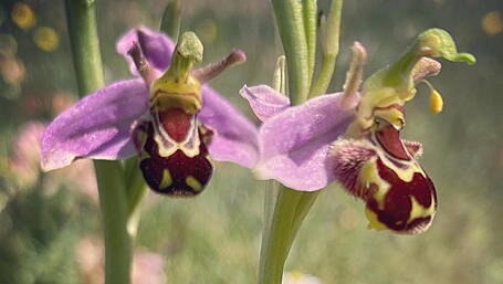 Rare ‘bee orchid’ spotted on the Mizen Peninsula Image