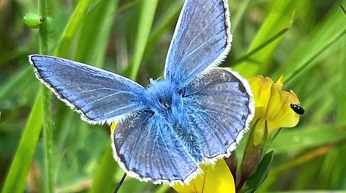 A West Cork wildlife watchlist Image