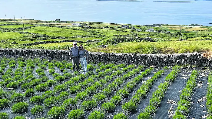 Cape Clear’s Lavender Festival will be a feast for the senses Image
