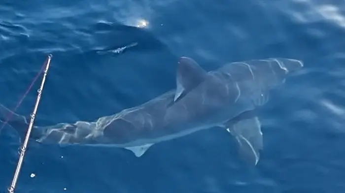 David Edwards on the Silver Dawn recently came across this Porbeagle shark about 50 miles off the Courtmacsherry coast.  One of the men onboard had previously cage-dived in South Africa and said that the shark was of the same size as the Great Whites he saw there.  Australian scientists out tagging Great Whites in Australia saw the footage online asked for more images as they also thought it was a Great White at first. Close ups confirmed it to be a Porbeagle, but massive, which shows that their protected status is paying dividends. Traditionally, the Porbeagle shark has been regarded as a game fish by recreational anglers and the meat and fins are highly valued which has led to a long history of intense exploitation. The National Oceanic and Atmospheric Administration (NOAA) has approached David to tag Blue Sharks for them as part of their research.