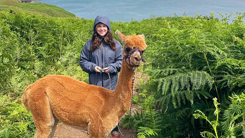 Isabella Coughlan, home from San Francisco to visit her grandparents and family in Ballineen, enjoyed walking an alpaca from Seaside Alpacas near Union Hall last week.