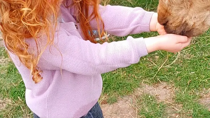 Margot Rafferty (4) from Dunmanway feeding Honey the Alpaca at Seaside Alpacas in Union Hall.