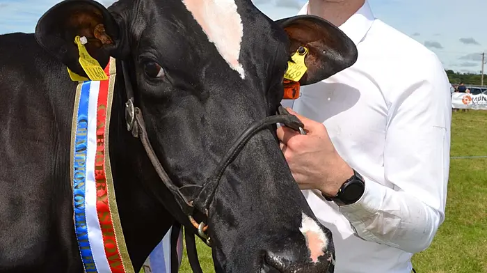 Dermot Hegarty with Pepper Pot 1469 who won Overall Champions Dairy Cow at Skibbereen's Carbery Show last week. Photo; Anne Minihane.