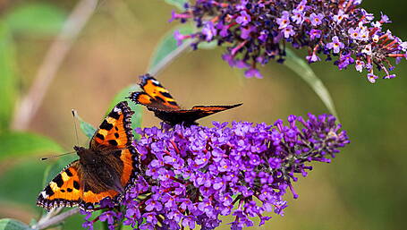 GARDENING: August can provide garden sweetener Image