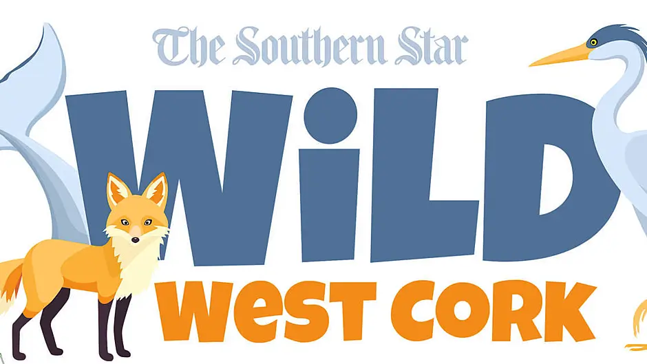 Star shortlisted for nine local media awards Image