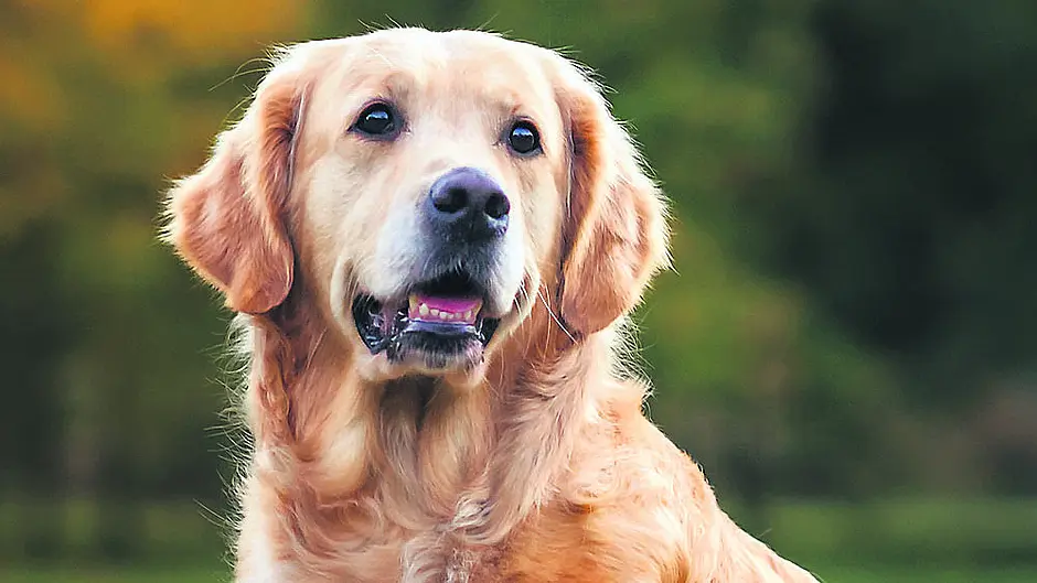 Off-lead labrador startled cat into biting its owner, judge is told Image