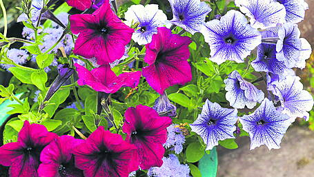 GARDENING: Don’t let the weather stress you out! Image
