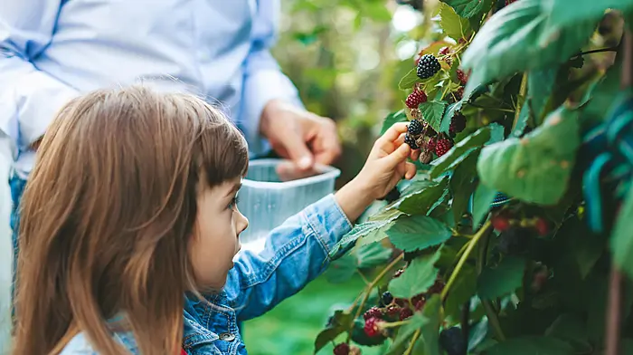 EMMA CONNOLLY: A la carte camping is just the berries Image