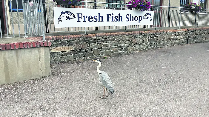 Reader's Picture of the Week Image