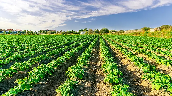 Breaking: Warning over weather that may lead to potato blight Image